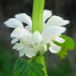 flor de ortiga blanca