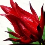 flor de jamaica1