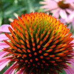 Echinacea 1