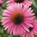 Echinacea