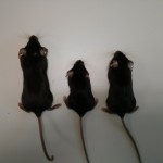 ratones