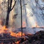 En todo el territorio nacional se han presentado 127 incendios en 16 departamentos que se han visto afectados durante la primera temporada del año (Colprensa ¿ Archivo). ARCHIVOCOLP ORGANIZADAS INCENDIOS INCENDIO FORESTAL-FOTOCOLP (2).JPG