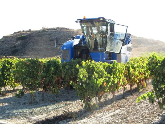 vina-cosecha