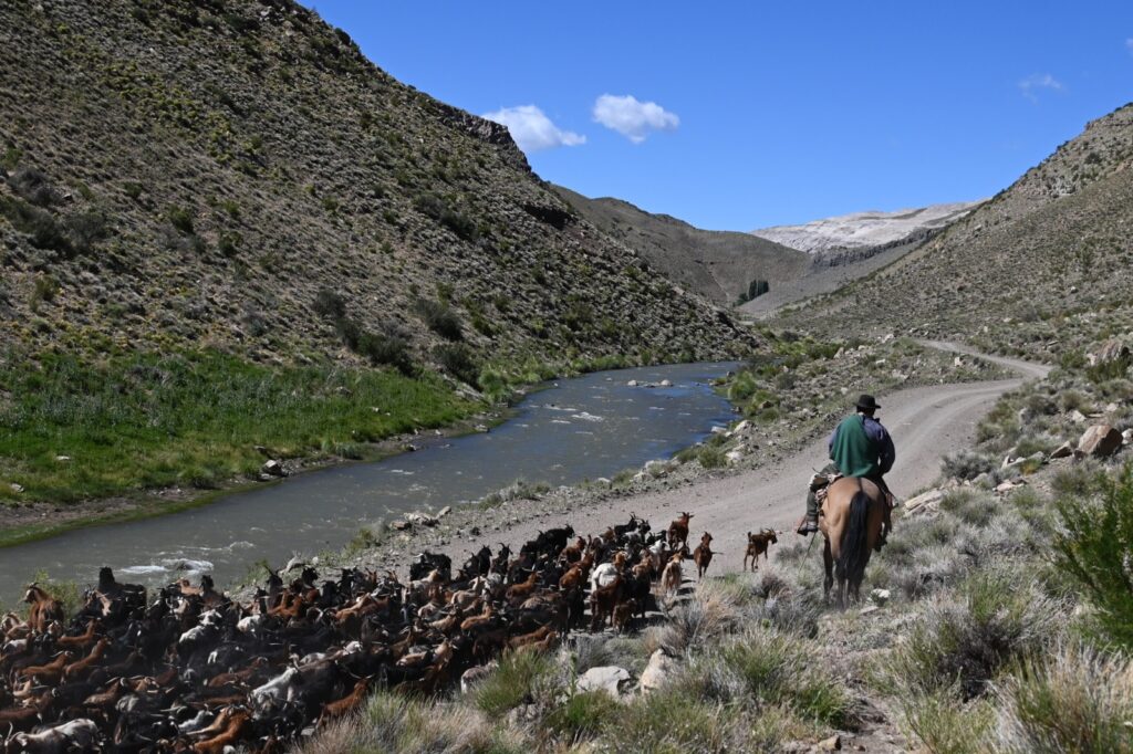 chivos-arreao-veranada