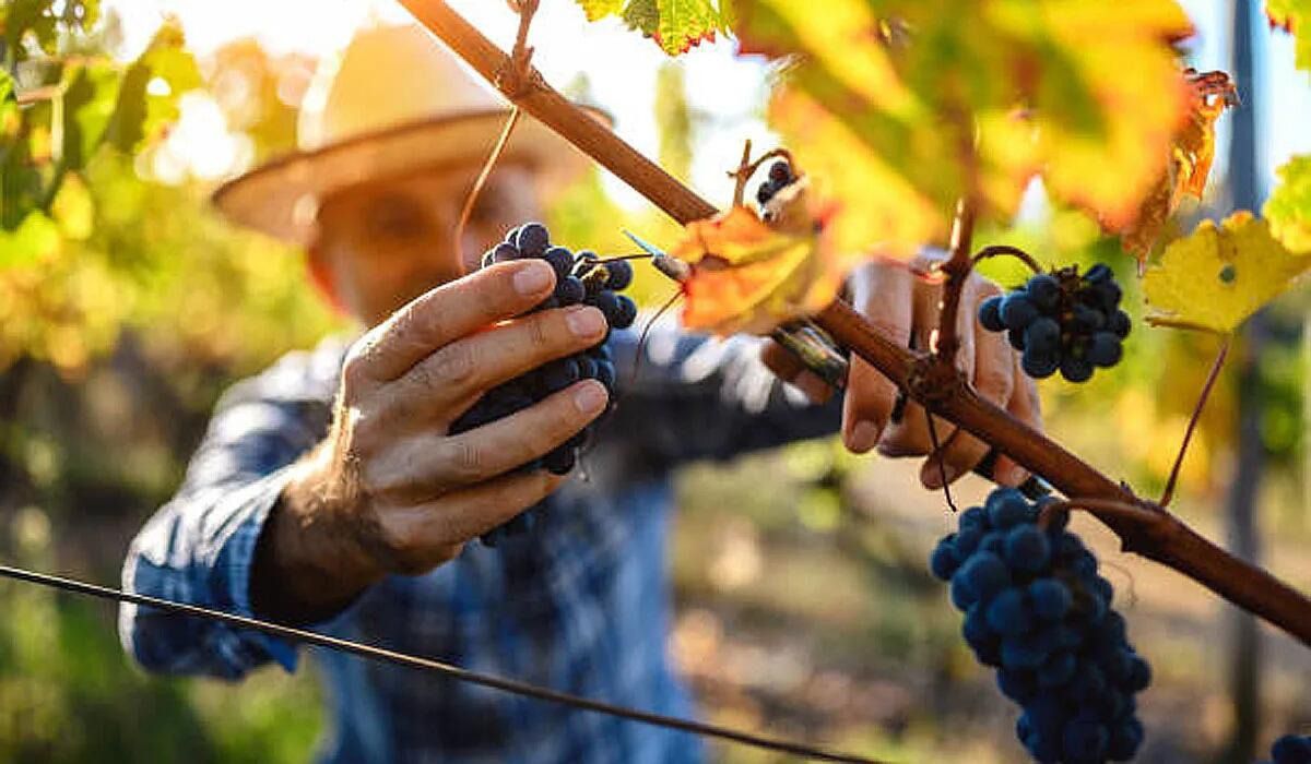 agricultor-viti-uva-mendoza-cosecha