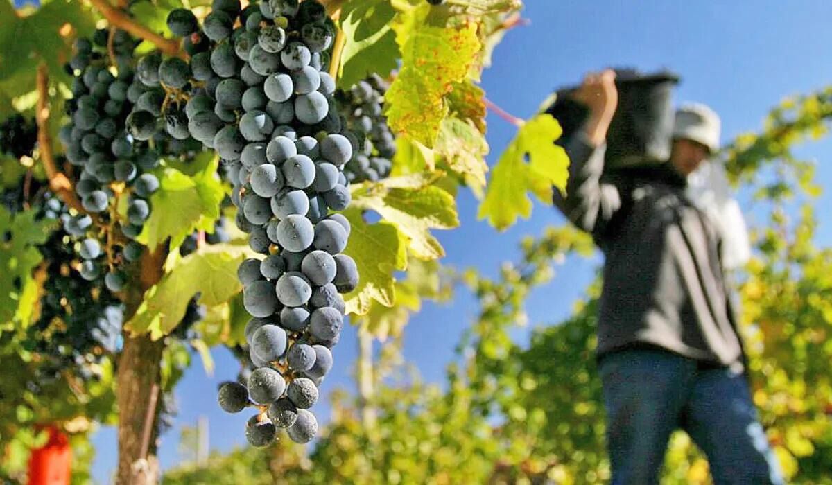 agricultor-viti-uva-mendoza