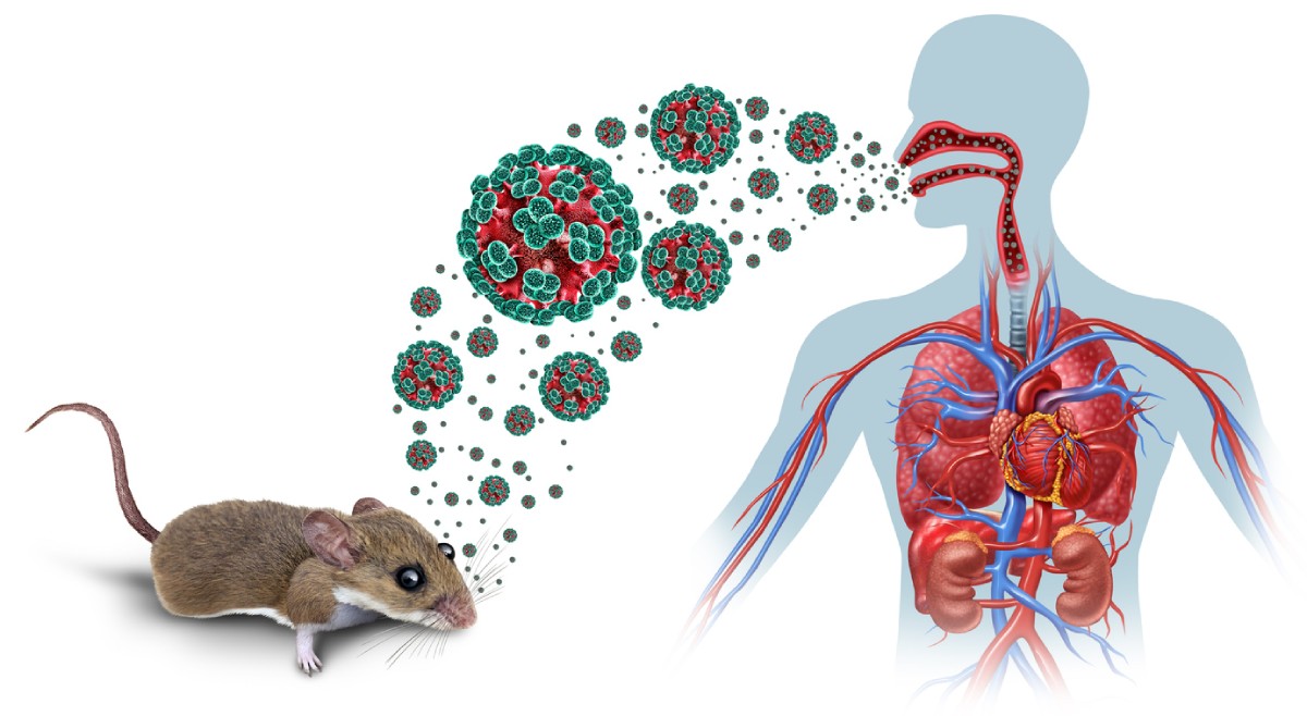 contagio-hantavirus