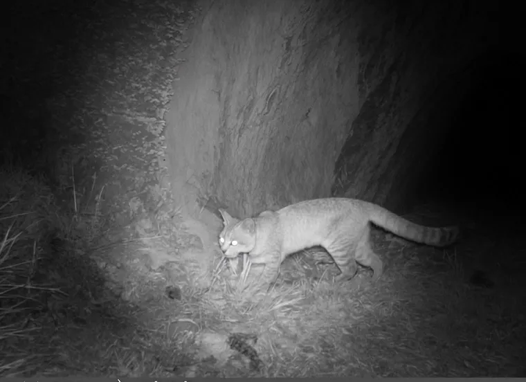 gato-andino