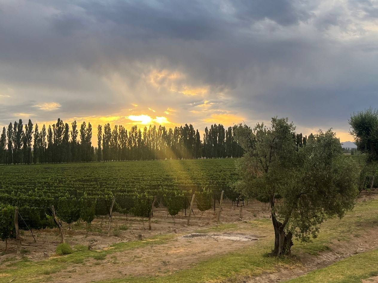 vina-mendoza